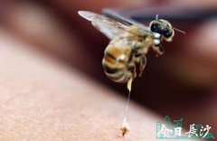 蜂毒的功效作用与使用方法