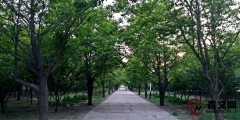 春天，我总是奔跑在北京的这两个公园(双桥杜仲公园和金田公园)，那里安静而美丽，如今时常会想念那里。
