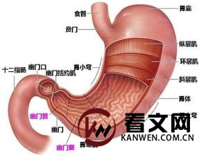 胃反酸