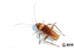 蟑螂是一种有着复杂社会行为和交流方式的昆虫