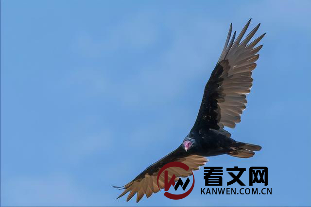 秃鹫袭击遇害驴友