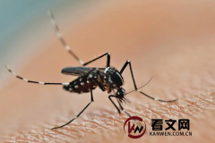 为什么被蚊子叮咬后会出现红肿的包块