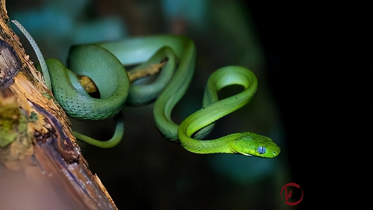 绿蔓蛇