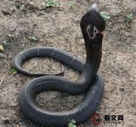 舟山眼镜蛇介绍