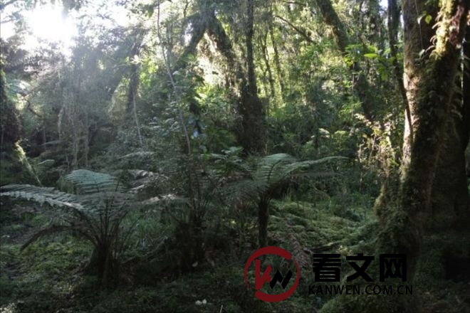 原始森林
