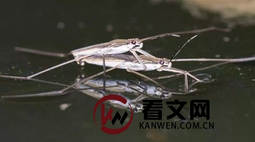 水黾是如何实现轻功水上漂的?