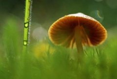 蘑菇：地球上最古老的植物，距今约4亿年