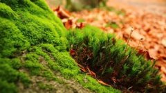 苔藓类植物：地球上最古老的植物，距今大约4.5亿年