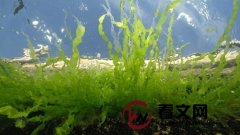 硅藻：地球上最古老的植物，距今大约15亿年