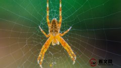 蜘蛛：为什么不会被自己的网粘住